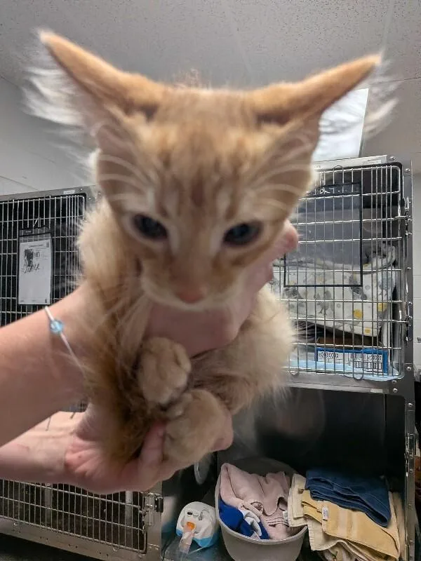 A young small-sized male Orange / Red Domestic Long Hair cat named Acrylic for adoption in Cincinnati, OH
