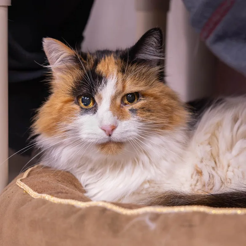 A senior medium-sized female Calico Domestic Long Hair cat named Cake for adoption in Mentor, OH