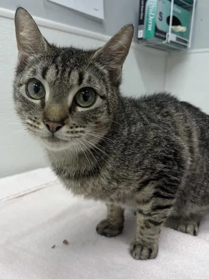 An adult small-sized female Domestic Short Hair cat named Alfa Romeo for adoption in West Chester, PA