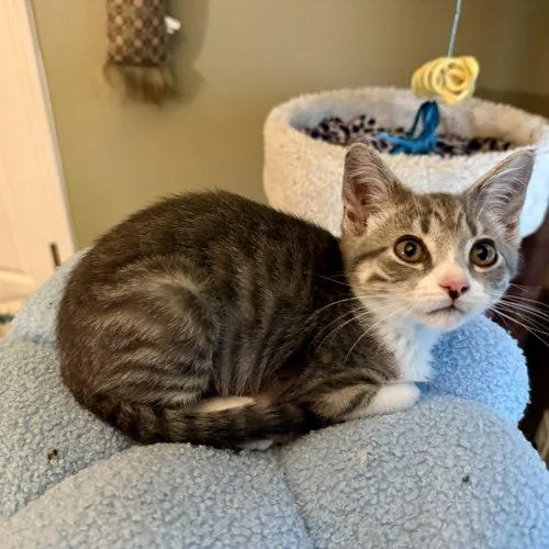 A baby small-sized female Tabby (Gray / Blue / Silver) Domestic Short Hair cat named Kate Bishop for adoption in Fishers, IN