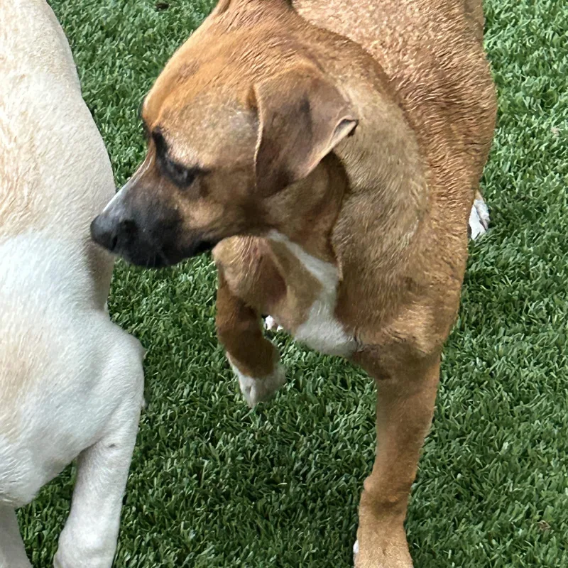 A young small-sized female Chiweenie dog named Maya for adoption in Sarasota, FL