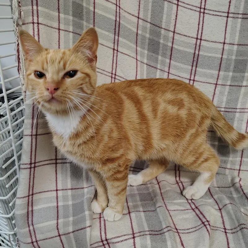 An adult medium-sized female Orange / Red Domestic Short Hair cat named Rosie for adoption in Coos Bay, OR
