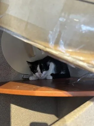 A baby small-sized female Domestic Short Hair cat named Victoria for adoption in Washington, DC