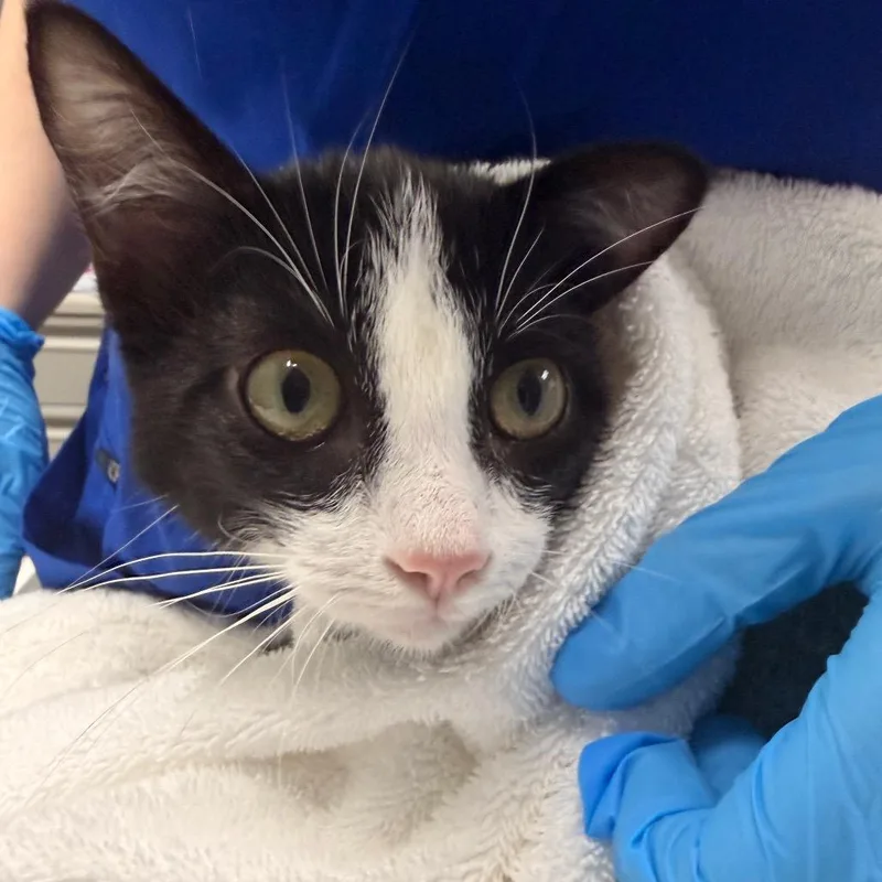 A young medium-sized male Black Domestic Short Hair cat named Alan Wake for adoption in Grand Rapids, MI