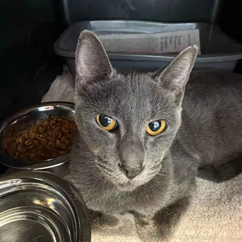 An adult medium-sized female Domestic Short Hair cat named Cleopatra for adoption in Tacoma, WA