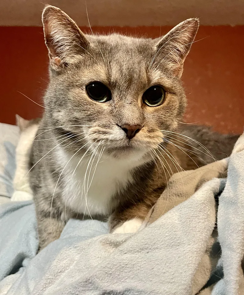 Silvie & Izzie thumbnail 3