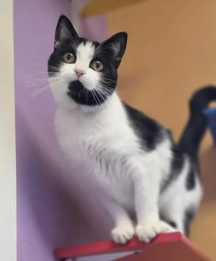 An adult medium-sized female Domestic Short Hair cat named Lacy for adoption in Baton Rouge, LA