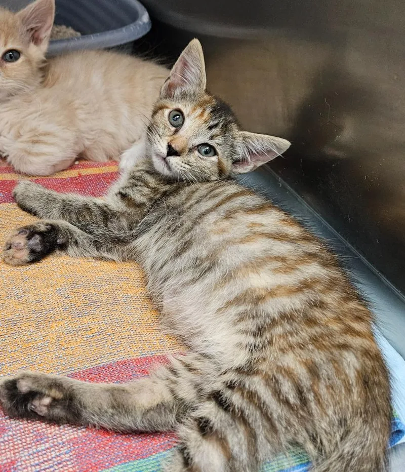 A baby medium-sized male Domestic Short Hair cat named Lugia for adoption in Mocksville, NC