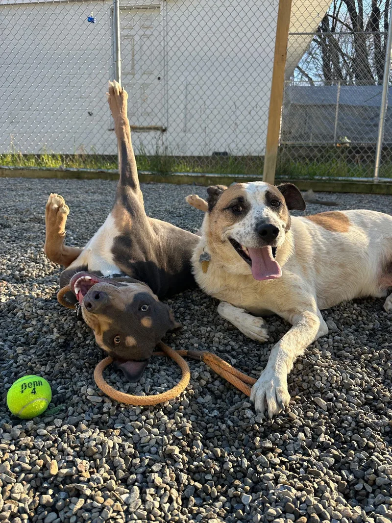 Cedar Nj thumbnail 3