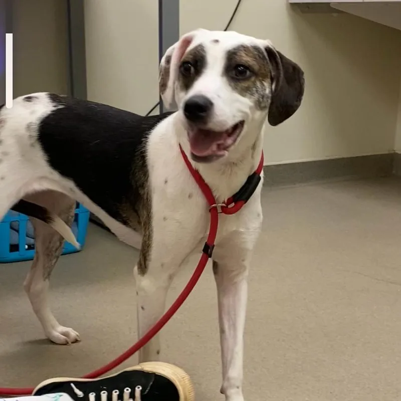 A young medium-sized female White / Cream Hound dog named Cutey for adoption in Lynchburg, VA