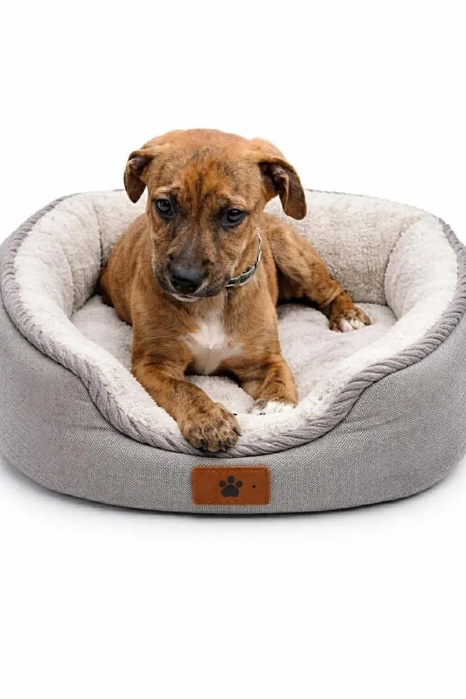 A baby medium-sized male Mixed Breed dog named Bo for adoption in Cortez, CO