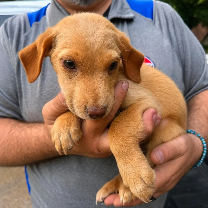 A baby medium-sized male Mixed Breed dog named Donald D for adoption in Groveland, MA