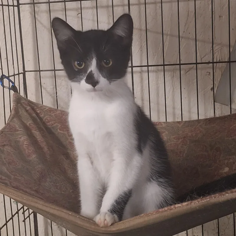A baby medium-sized male Black & White / Tuxedo Domestic Short Hair cat named Charleston for adoption in Eaton Rapids, MI