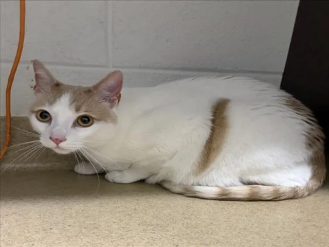 An adult small-sized male Domestic Short Hair cat named Ozzie for adoption in Derwood, MD