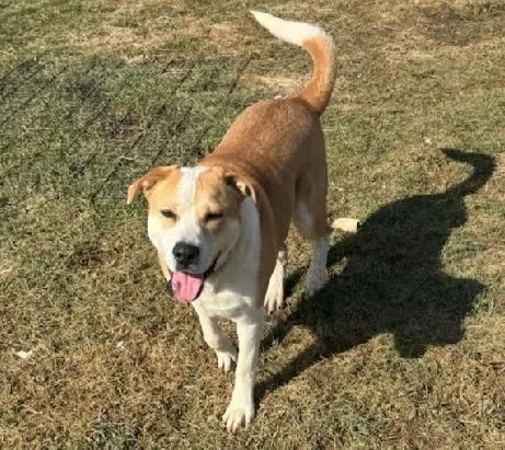 An adult large-sized female Labrador Retriever dog named Sierra for adoption in Aurora, IL