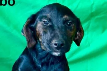 A baby medium-sized male Feist dog named Ringo for adoption in Westland, MI