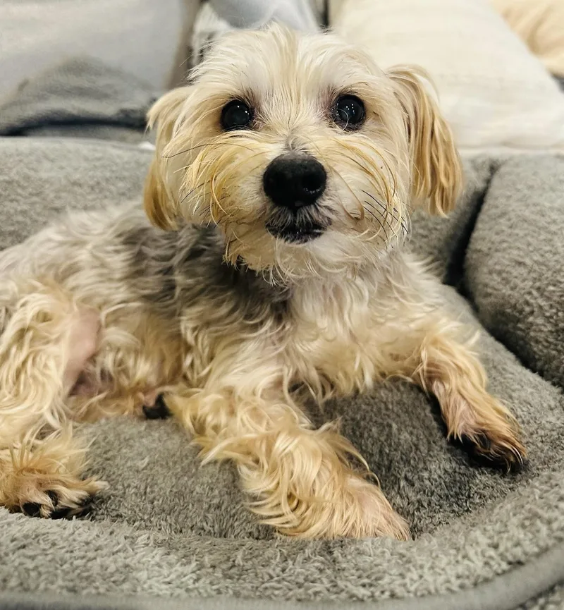 A senior small-sized male Gray / Blue / Silver Yorkshire Terrier dog named Dawson for adoption in Atlanta, GA