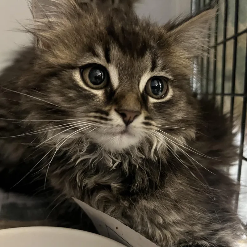 A baby small-sized male Brown / Chocolate Domestic Long Hair cat named Copper for adoption in Ruckersville, VA