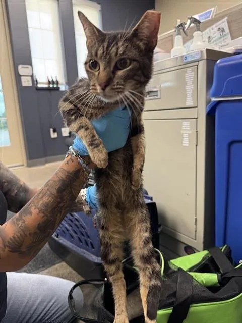 A young small-sized male Domestic Short Hair cat named Pspspsp for adoption in San Antonio, TX