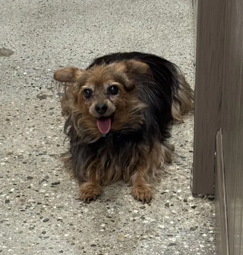 A senior small-sized male Brown / Chocolate Silky Terrier dog named Sophia Petrillo for adoption in Thousand Oaks, CA