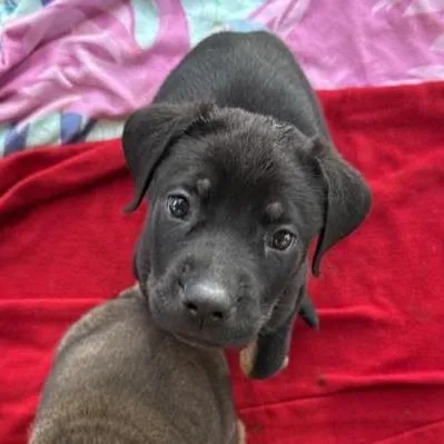 A baby small-sized male Black Mixed Breed dog named Malachite for adoption in Bentonville, AR