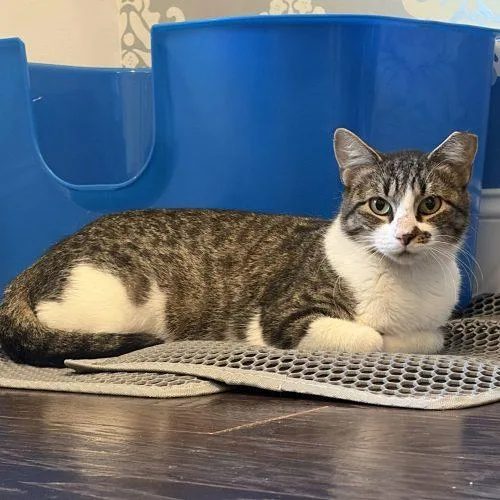 A young small-sized female Tabby cat named Lenda Lovell for adoption in Knoxville, TN