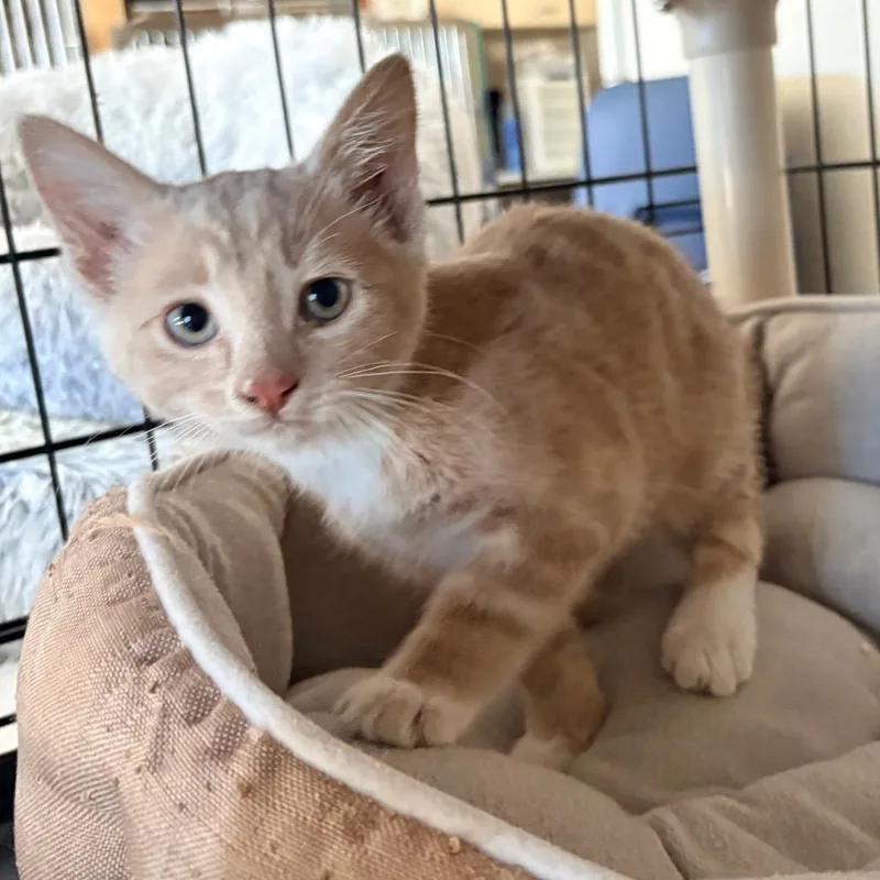 A young medium-sized male Buff / Tan / Fawn Domestic Short Hair cat named Boomer for adoption in Blackfoot, ID