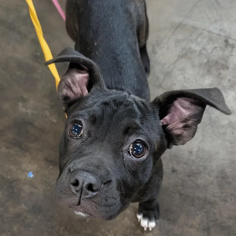 A baby small-sized male Black Boston Terrier dog named Boston for adoption in Dallas, TX