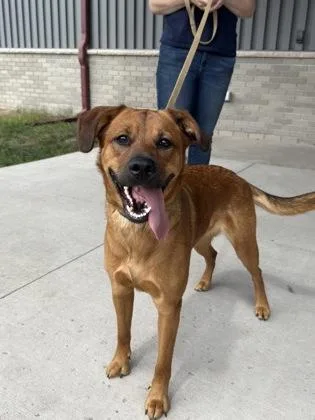 A young large-sized female Mixed Breed dog named Willow for adoption in Gwinn, MI
