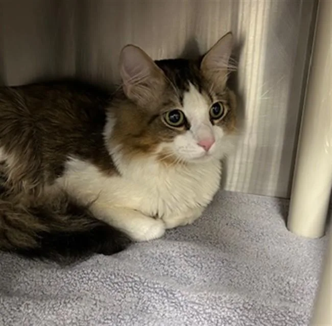 An adult medium-sized male Domestic Short Hair cat named Prince for adoption in Derwood, MD