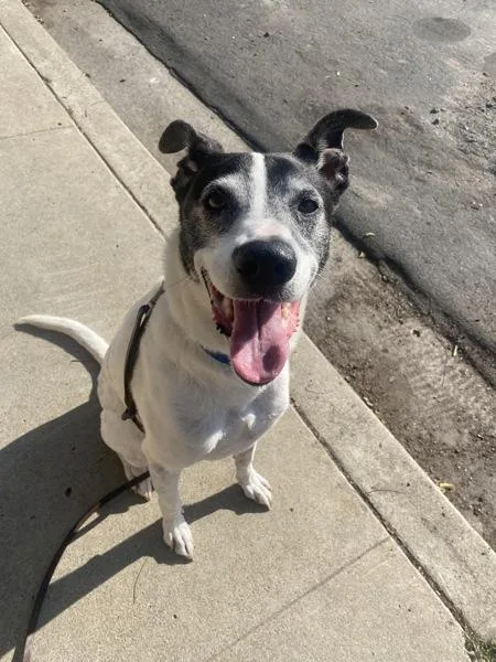 An adult medium-sized male Labrador Retriever dog named Skipper for adoption in San Diego, CA