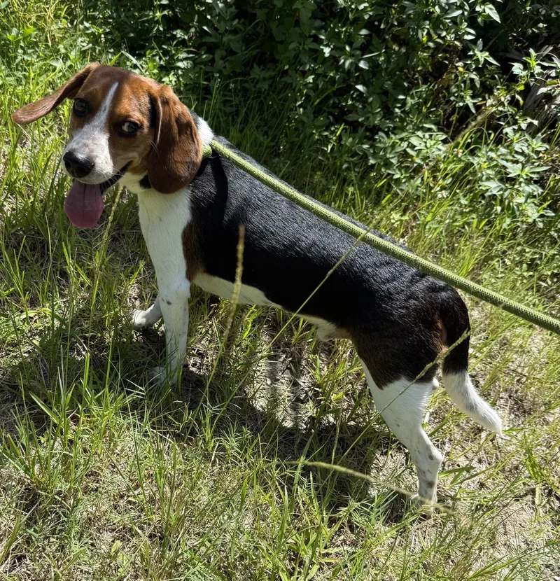 A young medium-sized male Beagle dog named Duke for adoption in Sanford, FL