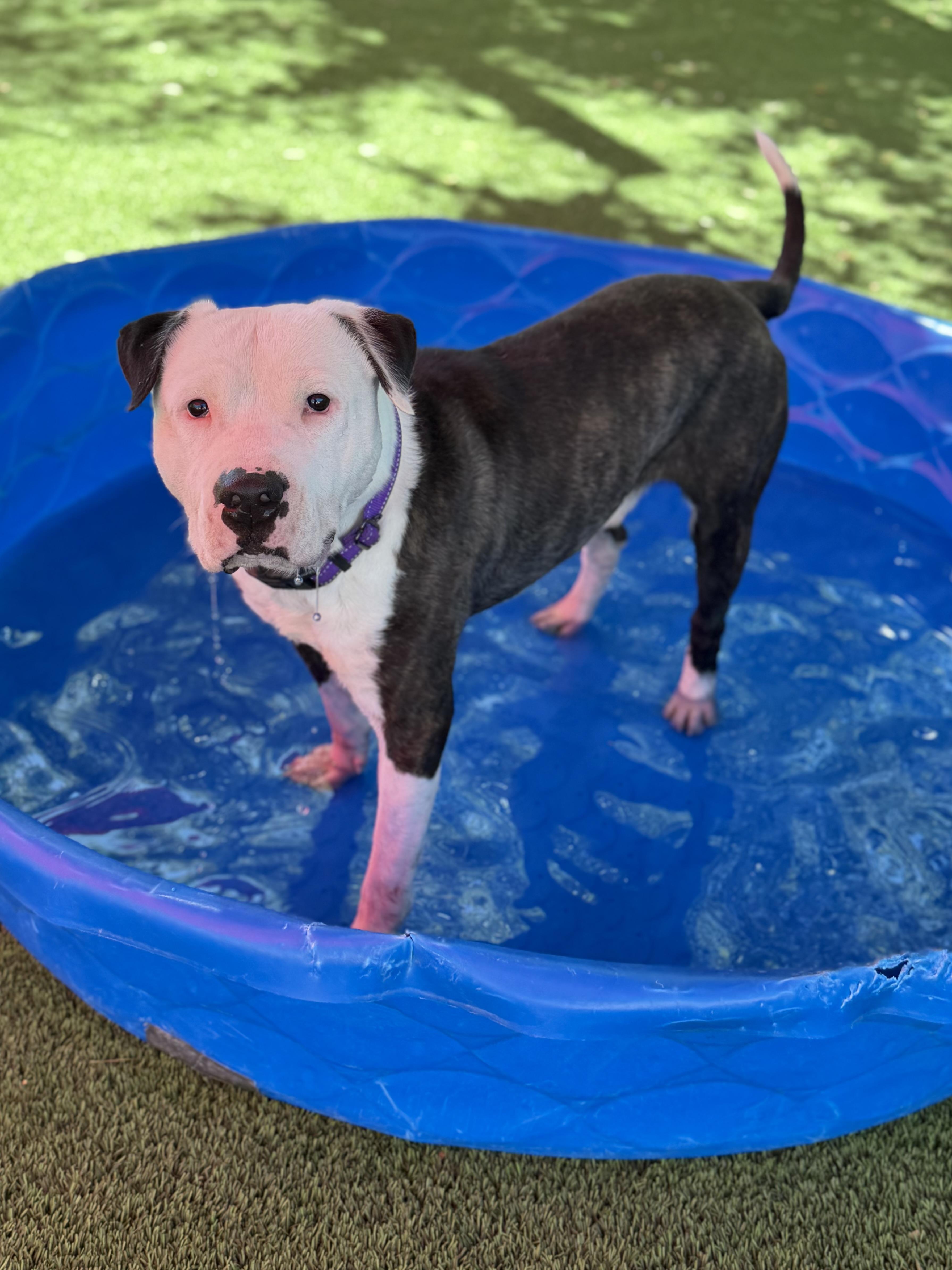 An adult medium-sized male Brindle American Staffordshire Terrier dog named Hines for adoption in Glendale, AZ