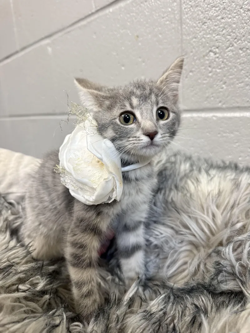 A baby medium-sized female Tabby (Gray / Blue / Silver) Tabby cat named Snuggly Brooklyn for adoption in Burlington, NC