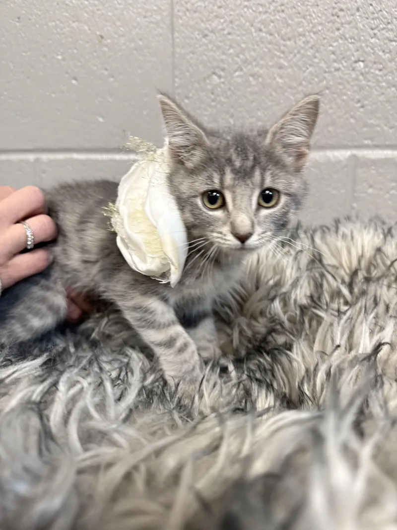 Snuggly Brooklyn thumbnail 2