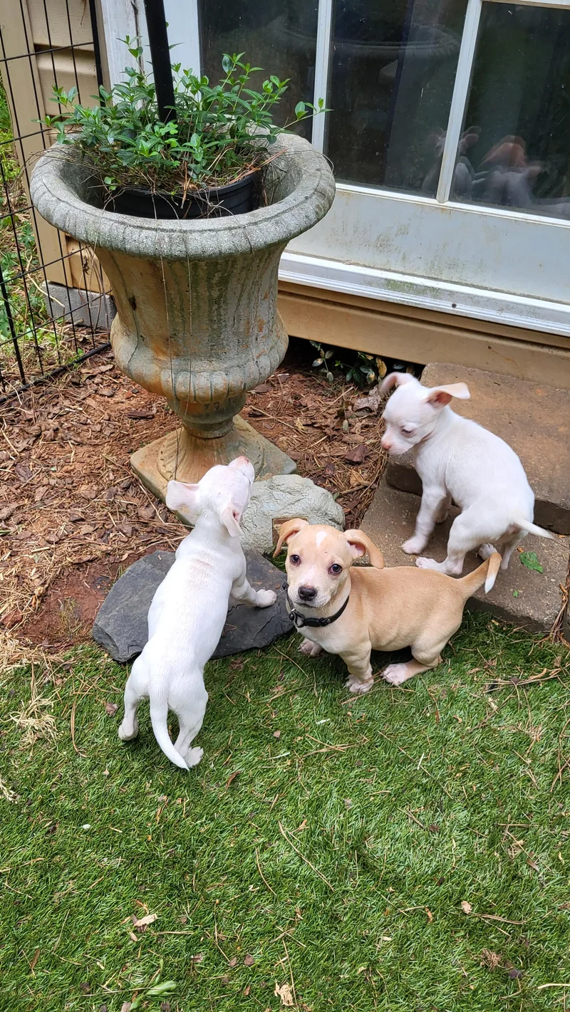 A baby medium-sized female White / Cream Chihuahua dog named Dina for adoption in Mooresville, NC