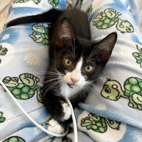 A baby small-sized female Black Domestic Short Hair cat named Scrabble for adoption in Pleasant Hill, CA