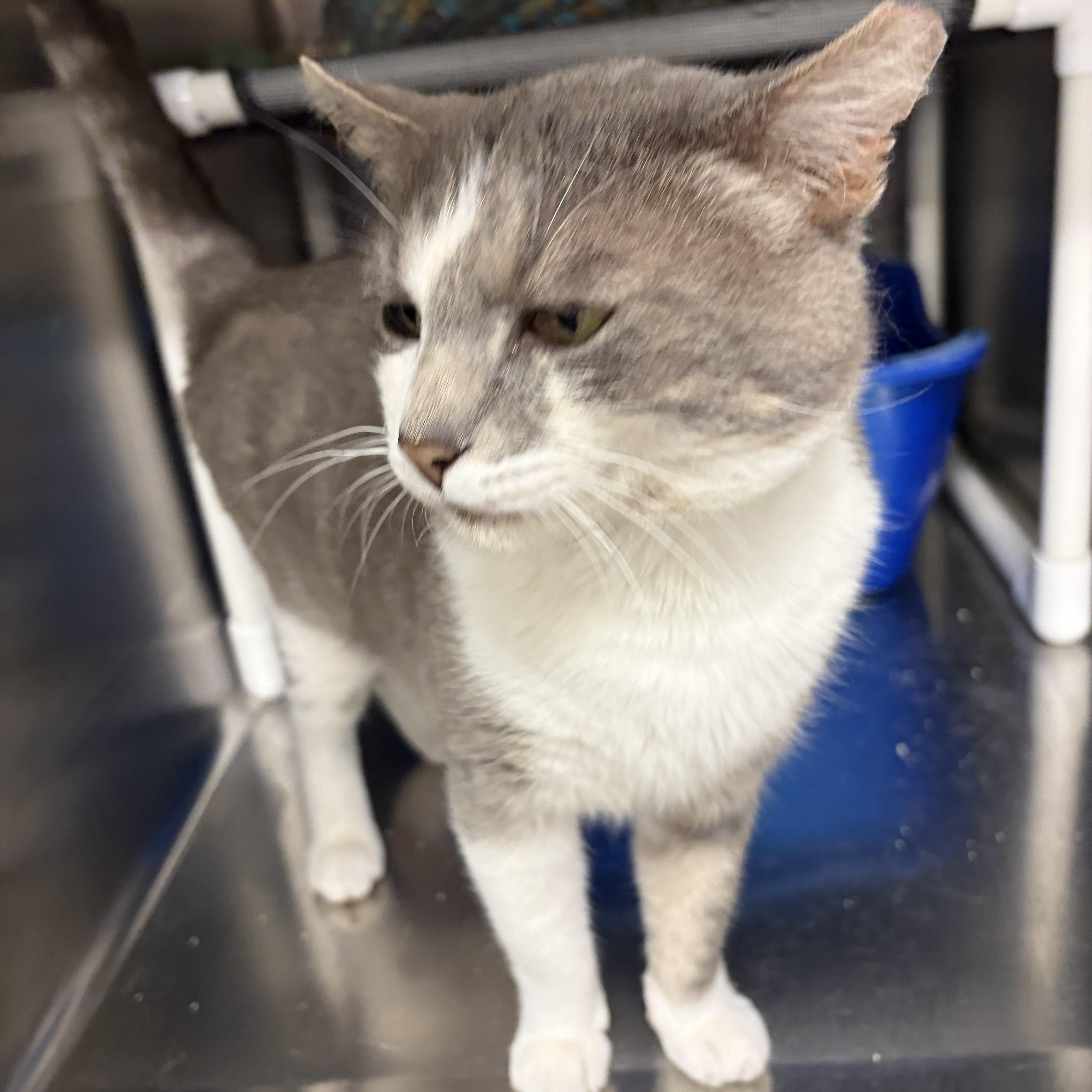 An adult medium-sized male Gray & White Domestic Short Hair cat named Vinnie for adoption in Royal Oak, MI