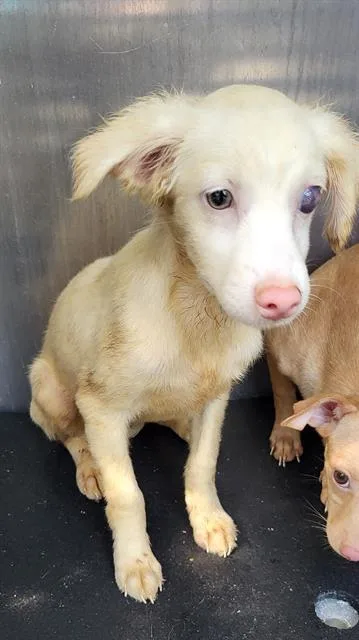 A baby small-sized male Chihuahua dog named Milo for adoption in San Antonio, TX
