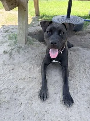 An adult large-sized female Mixed Breed dog named Mint for adoption in Manteo, NC