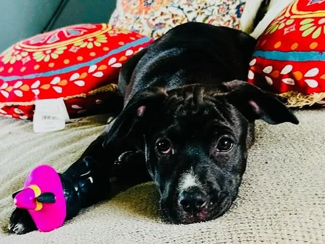 A baby medium-sized female Mixed Breed dog named Pearl for adoption in Northwood, NH