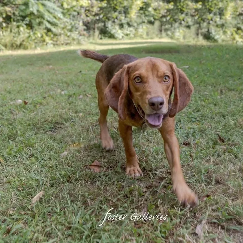 A young medium-sized male Beagle dog named Wallace for adoption in Spring Hill, TN