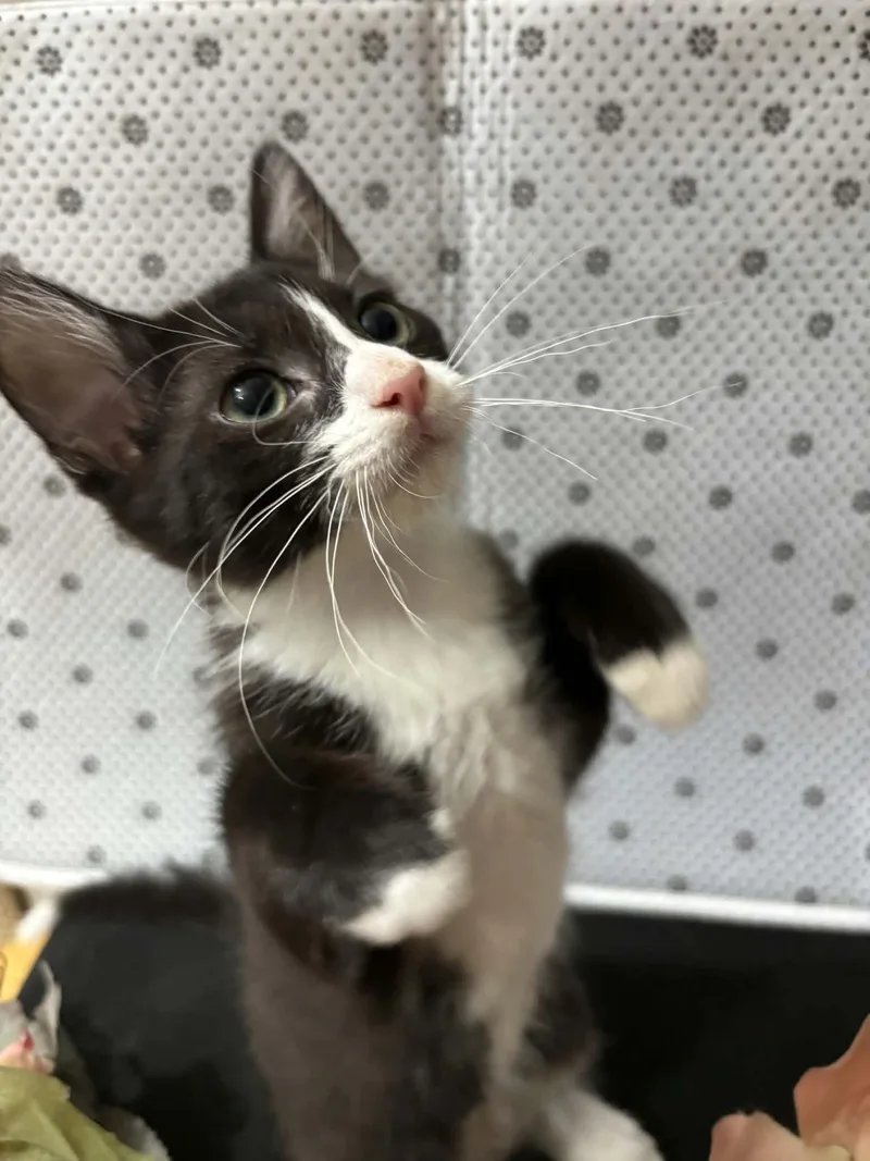 A baby medium-sized female Black & White / Tuxedo Domestic Short Hair cat named Geraldine for adoption in Martinsville, IN