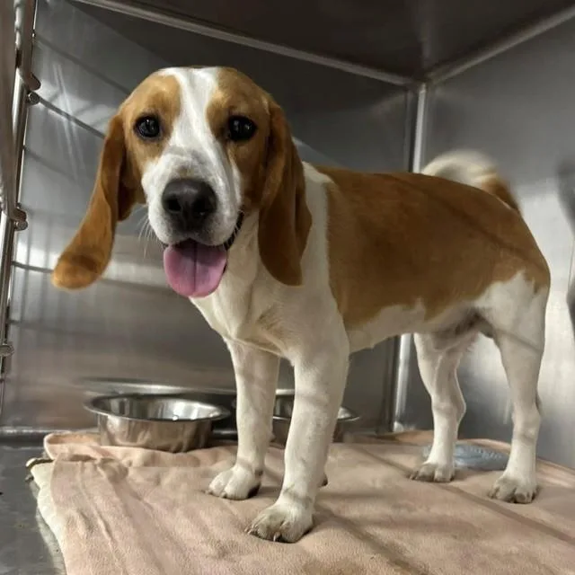 A young medium-sized male Yellow / Tan / Blond / Fawn Beagle dog named Oingo Boingo for adoption in Allegan, MI