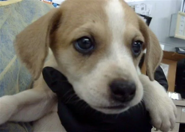 A baby small-sized male Mixed Breed dog named Louis for adoption in Dallas, TX