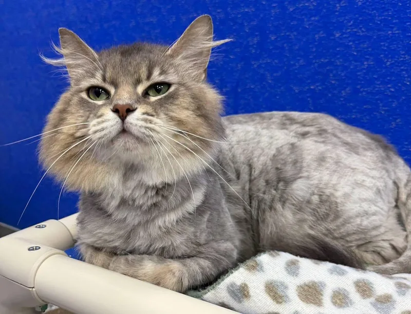 An adult medium-sized male Gray / Blue / Silver Domestic Long Hair cat named Shaggy for adoption in Dunkirk, NY