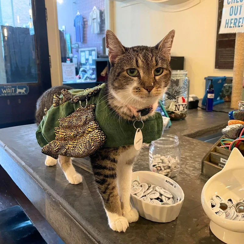 Terabithia thumbnail 2