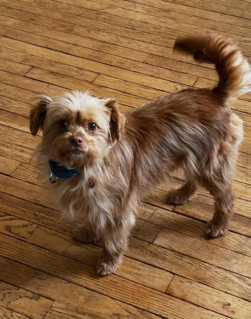 A young small-sized female Golden Brussels Griffon dog named Indy for adoption in Jefferson City, MO