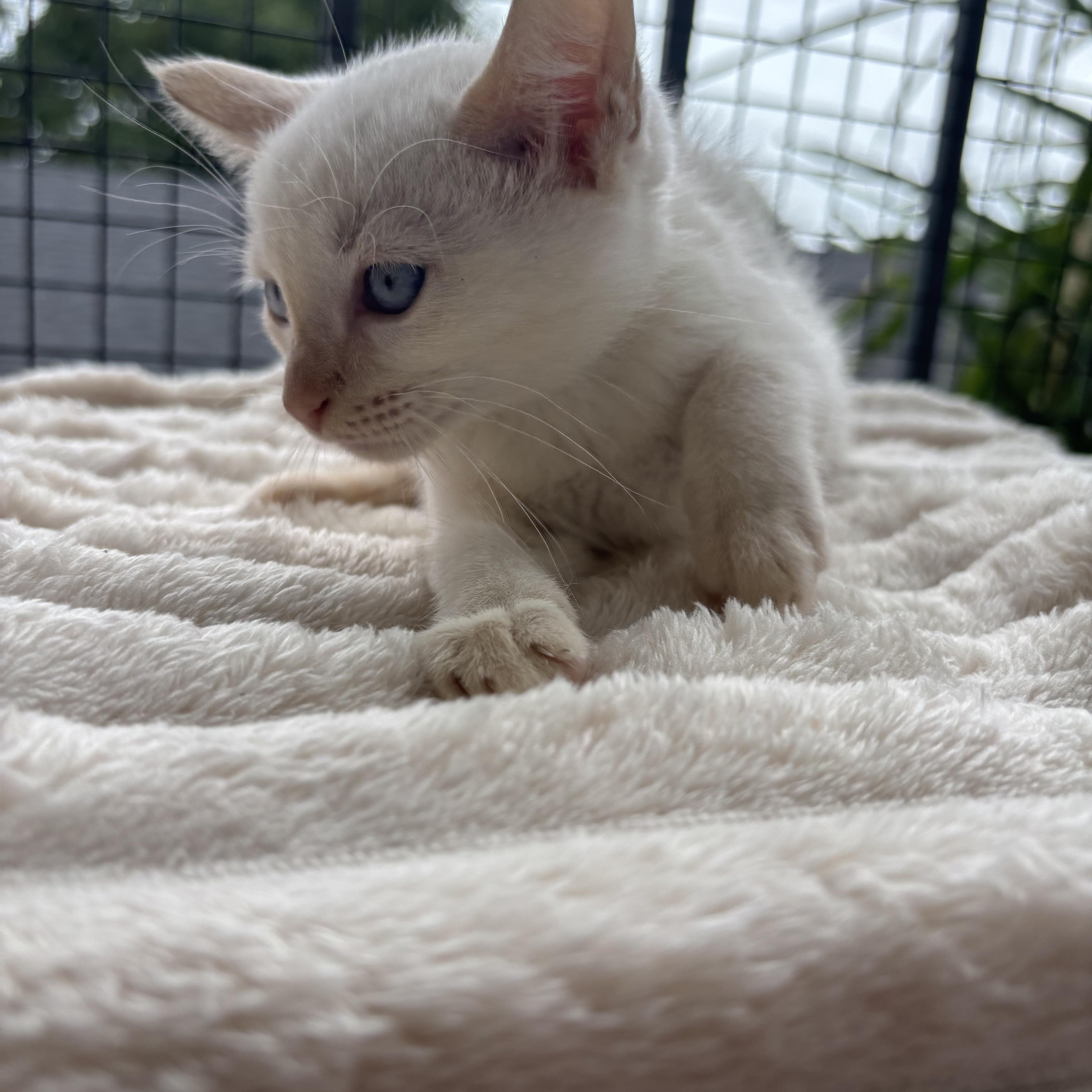 A baby small-sized male Siamese cat named Churro for adoption in Costa Mesa, CA
