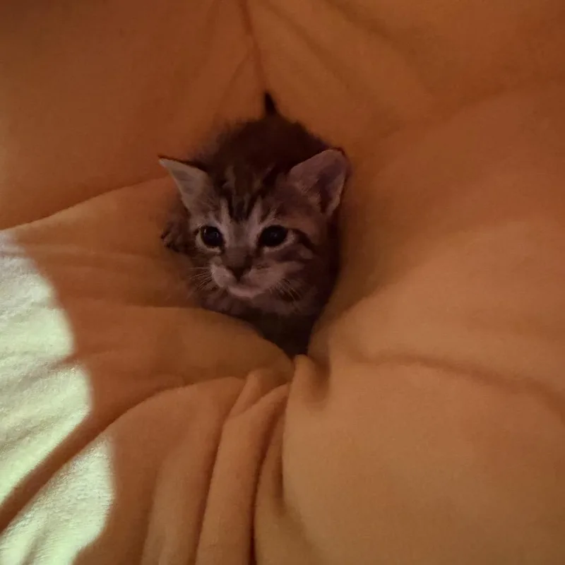A baby small-sized female Brown / Chocolate Domestic Short Hair cat named Gucci for adoption in Pensacola, FL